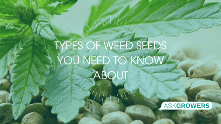 Types of Weed Seeds You Need to Know About